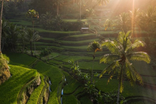 Risaie a Terrazze di Tegallalang: La Meraviglia Verde Vicino a Ubud