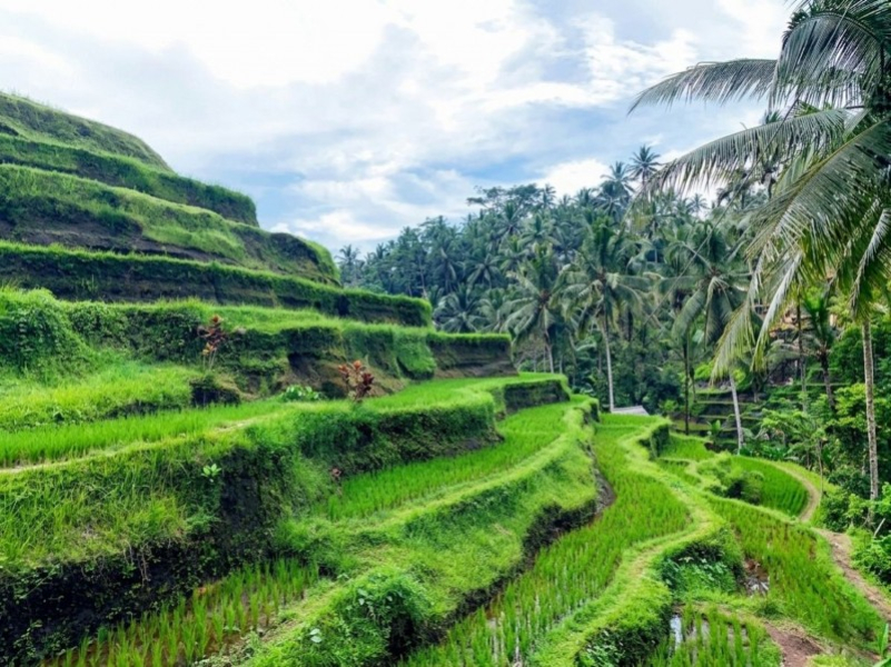 Cosa Vedere a Ubud e Dintorni